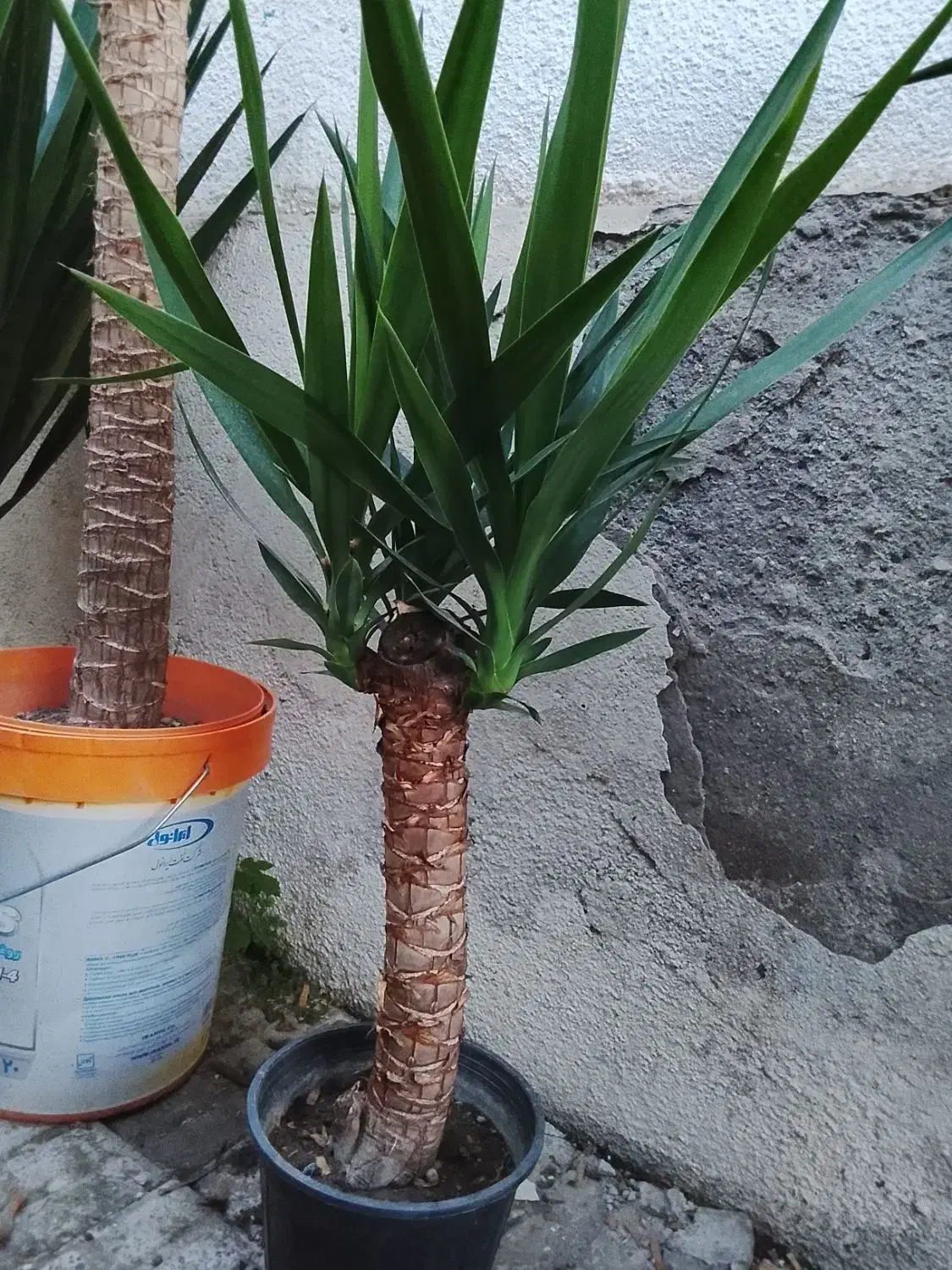 یوکا و بابا آدم قلبی|گل و گیاه طبیعی|آمل, |دیوار