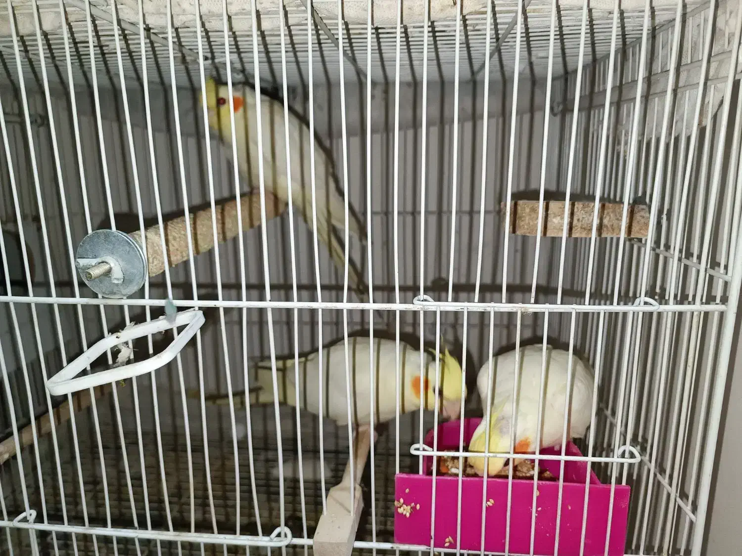 جوجه عروس هلندی ۲ماهه|پرنده|مشهد, گلبرگ شمالی|دیوار