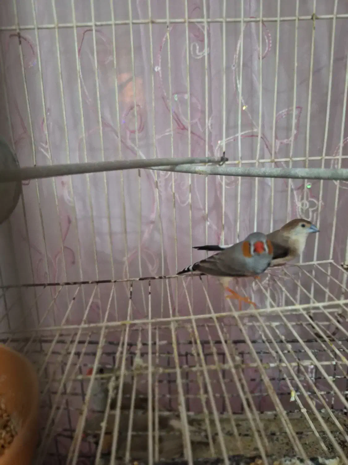 فنج|پرنده|چابهار, |دیوار