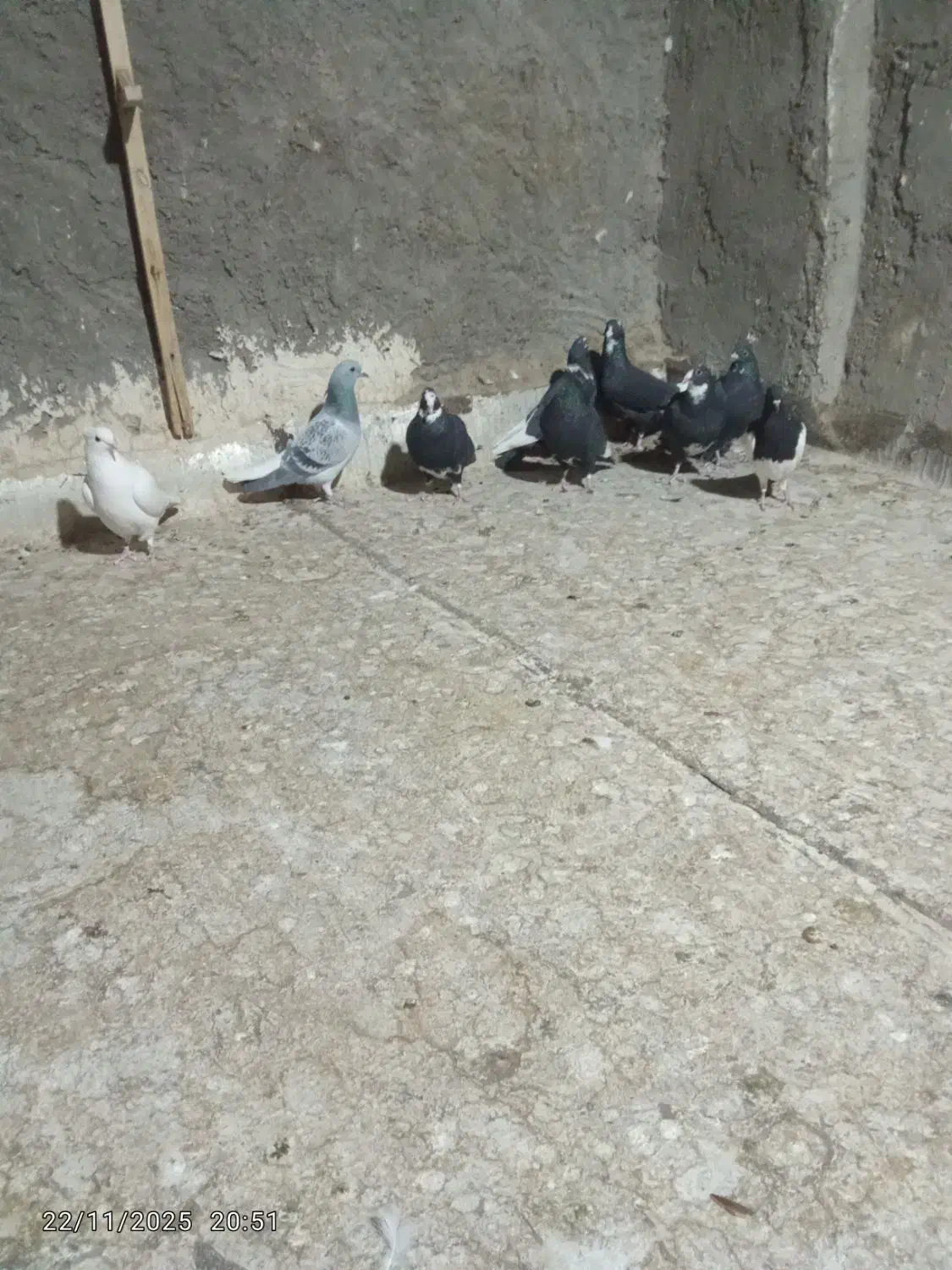 کفتر|پرنده|زرند, |دیوار