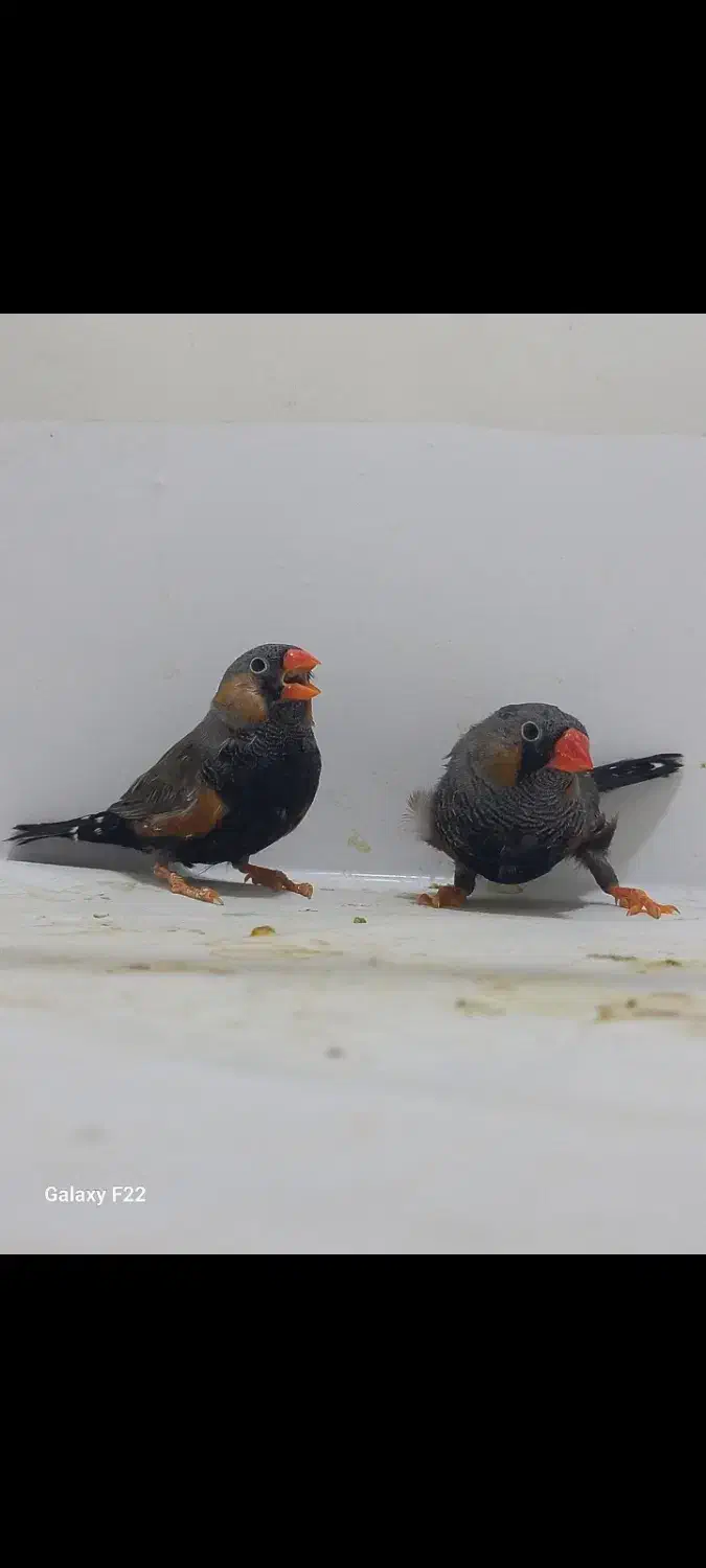 فنچ ایمو شارکول نر|پرنده|هشتگرد, شهرک راه آهن|دیوار