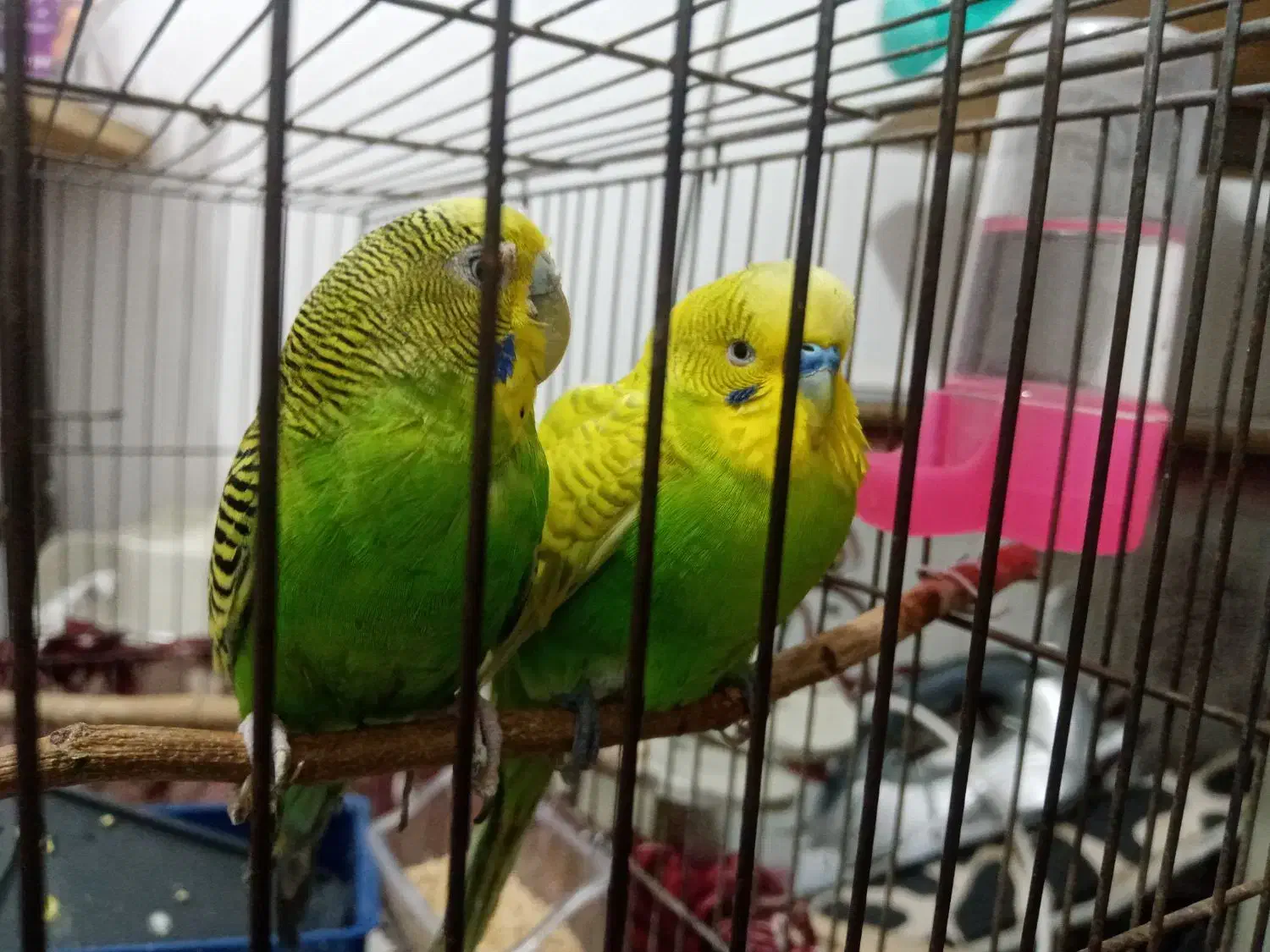 مرغ عشق دستی|پرنده|بردسکن, |دیوار