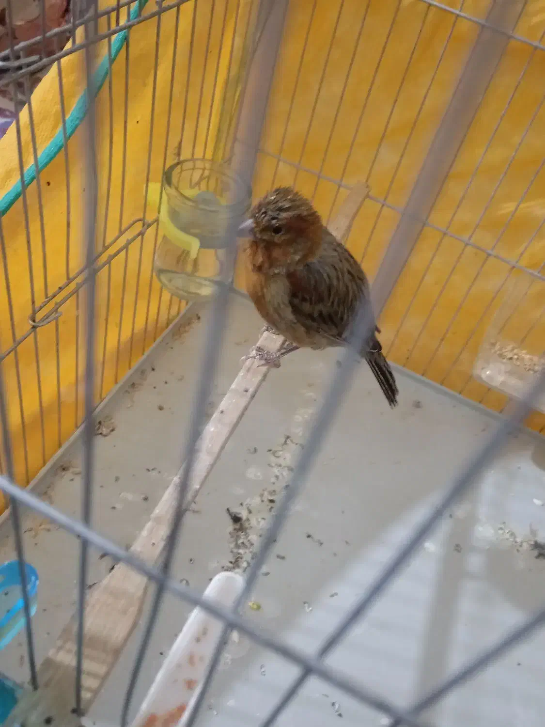 ابلغ|پرنده|کرمان, |دیوار