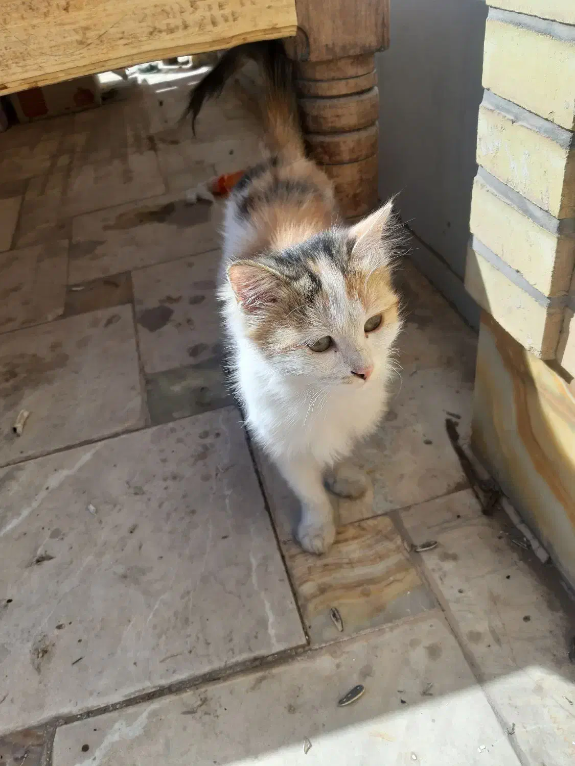 گربه رایگان|گربه|یزد, |دیوار