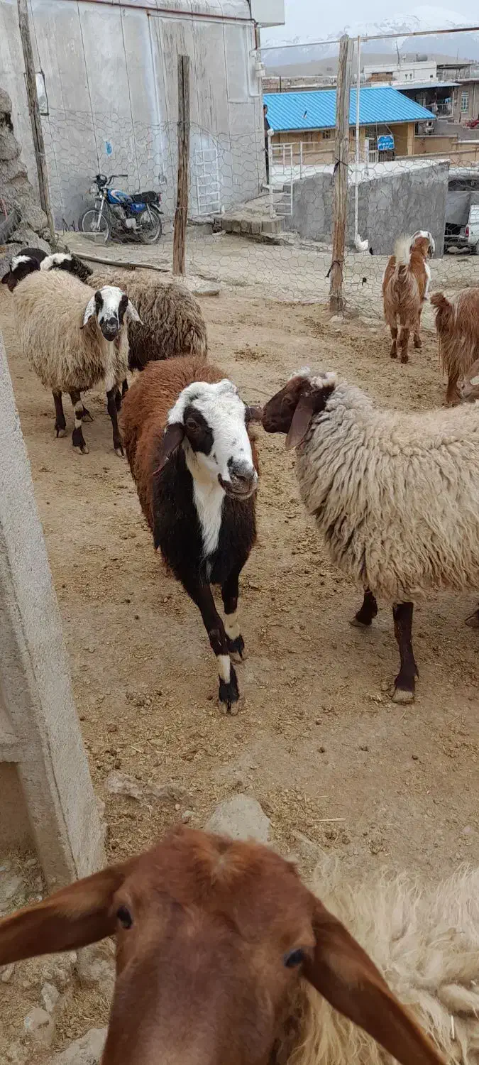 قوچ شیشک|حیوانات مزرعه|شاهیوند, |دیوار