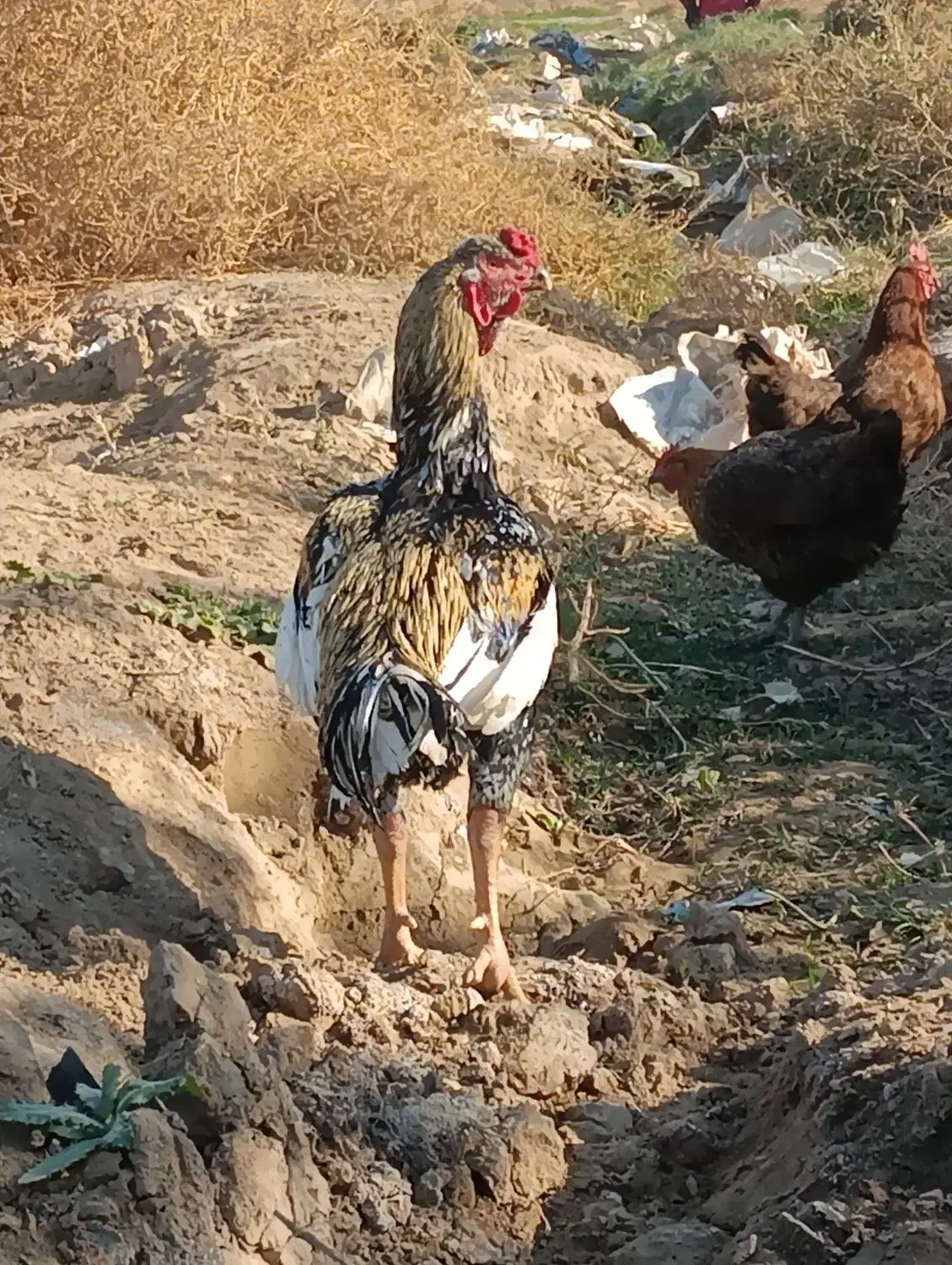 خروس لاری اصیل|حیوانات مزرعه|مشهد, نیزه|دیوار