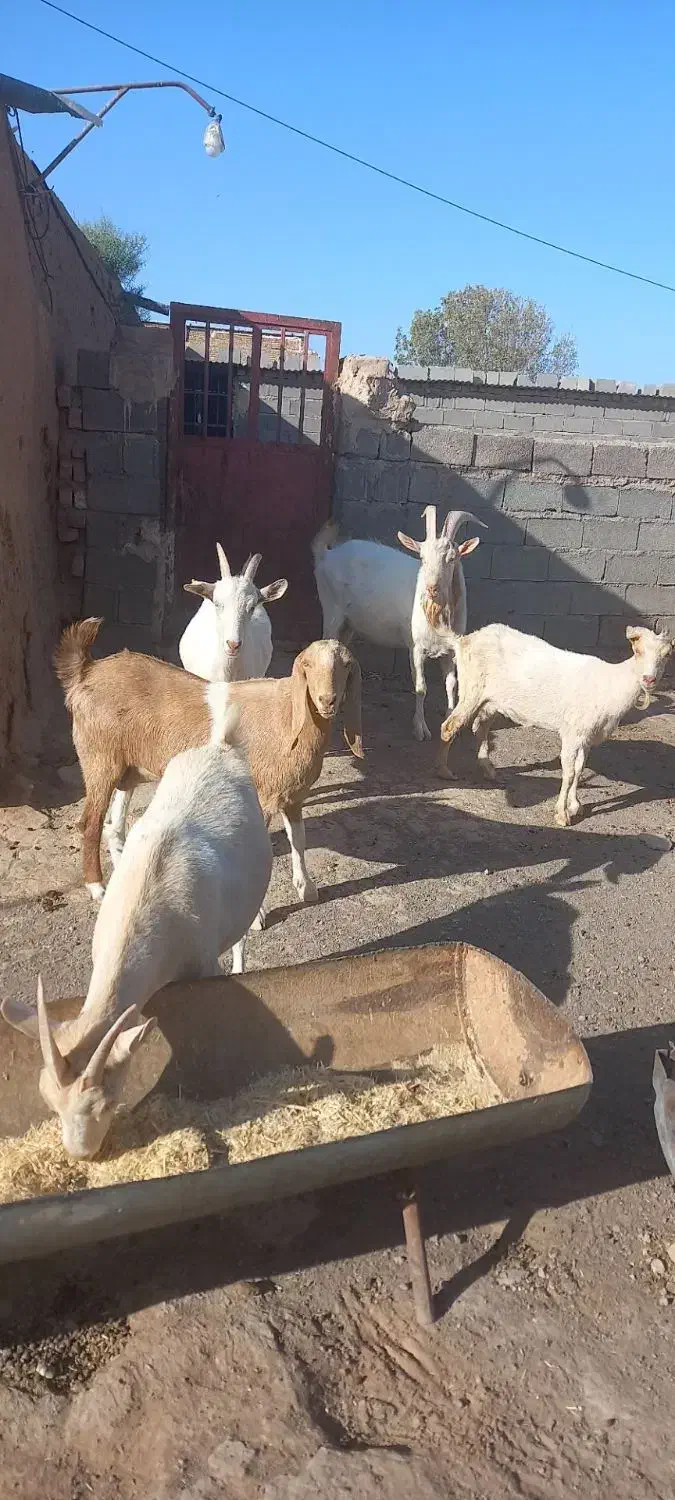 تکه سانن اصل|حیوانات مزرعه|مشهد, کلاهدوز|دیوار