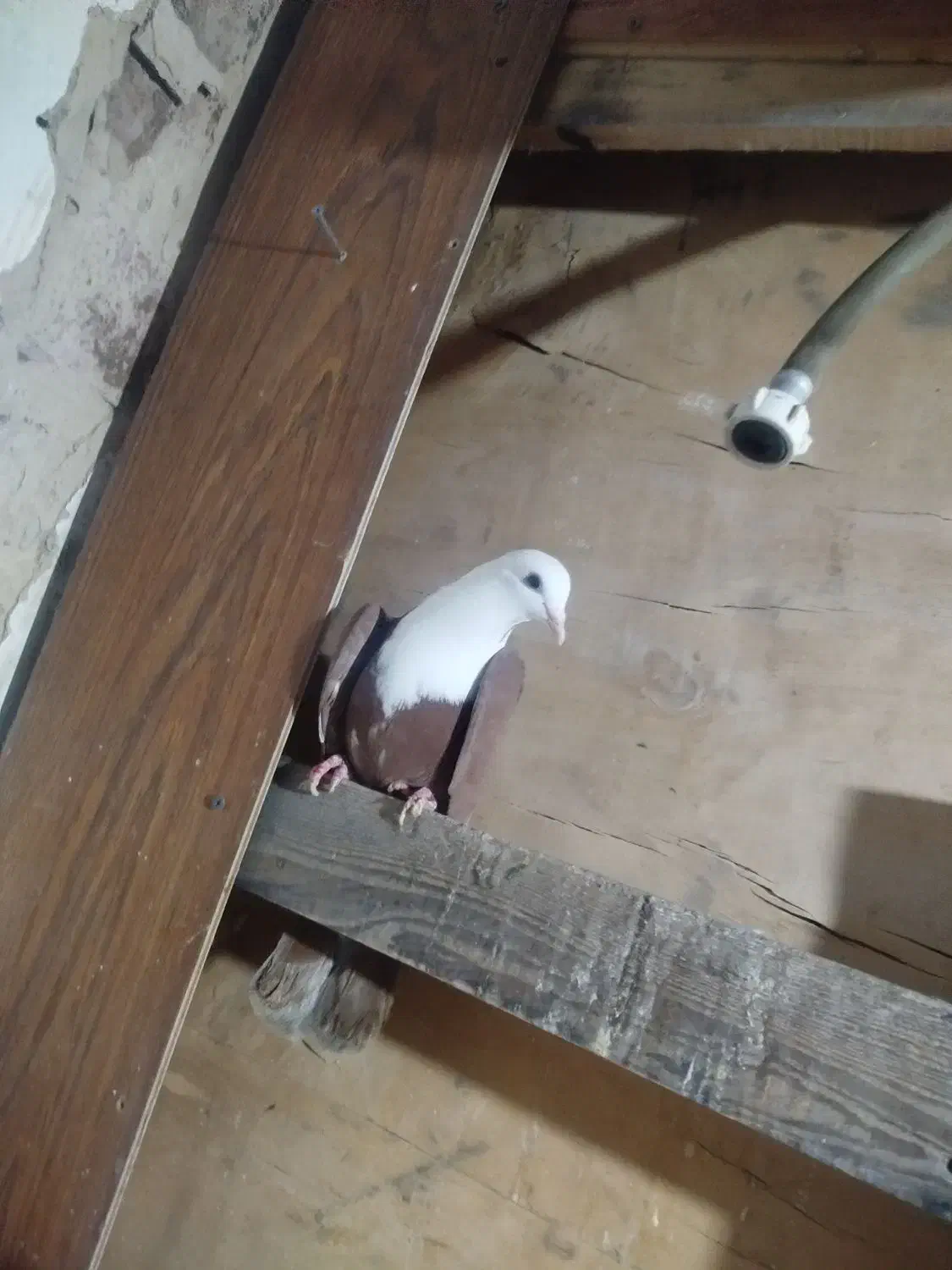 کبوتر کلاغ سیاه کربلائی|پرنده|مشهد, کوثر|دیوار