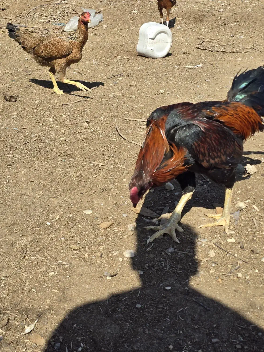 خروس لاری|حیوانات مزرعه|اسفرورین, |دیوار