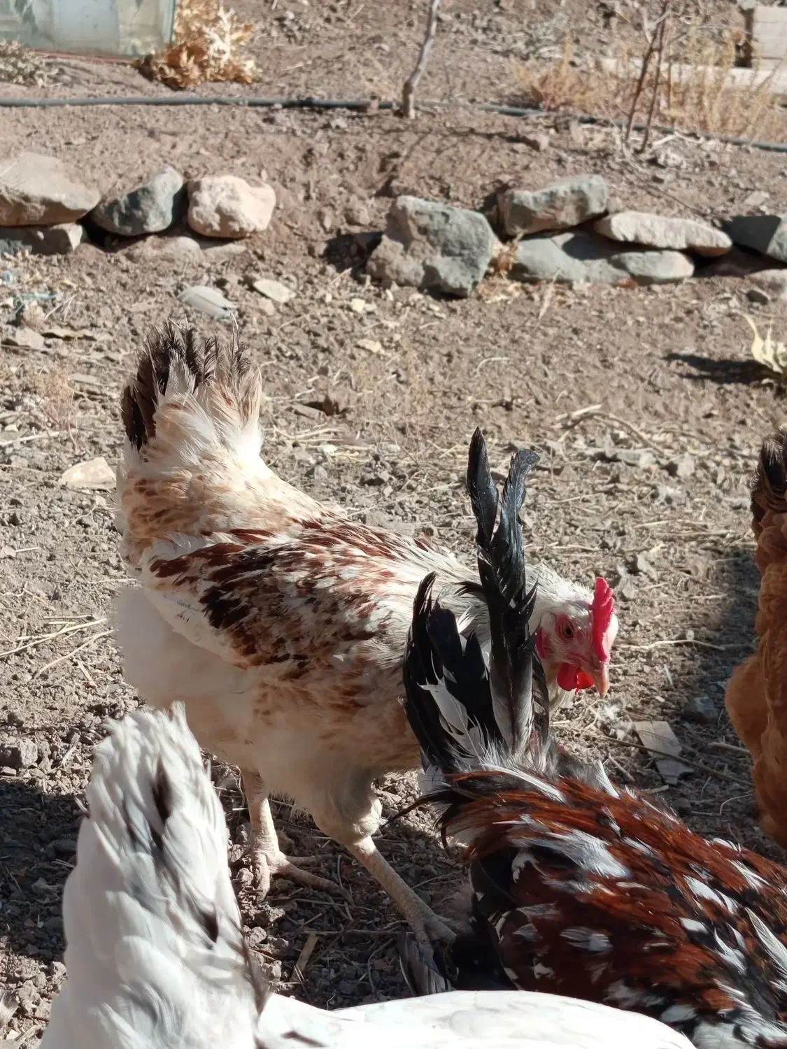 تعدادی مرغ بومی جوان|حیوانات مزرعه|دلیجان, |دیوار