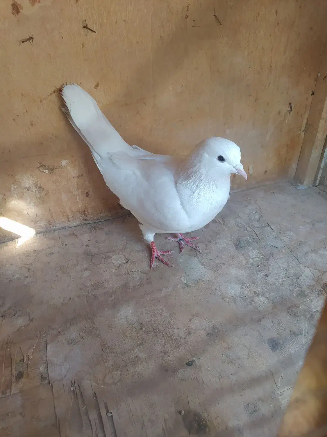 کفتر پرشی|پرنده|هشتگرد, هشتگرد قدیم|دیوار