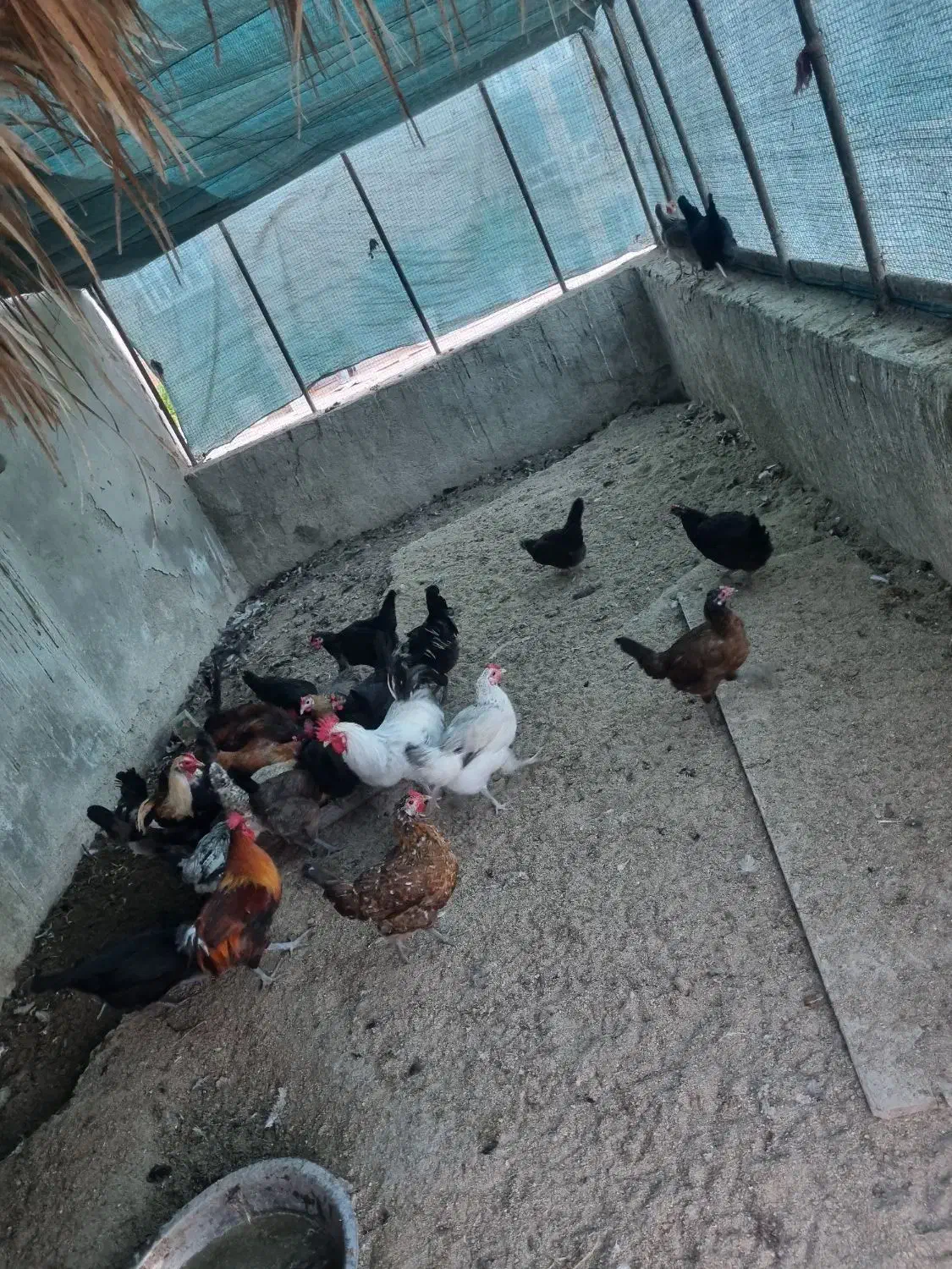 مرغ و خروس محلی|پرنده|بوشهر, |دیوار