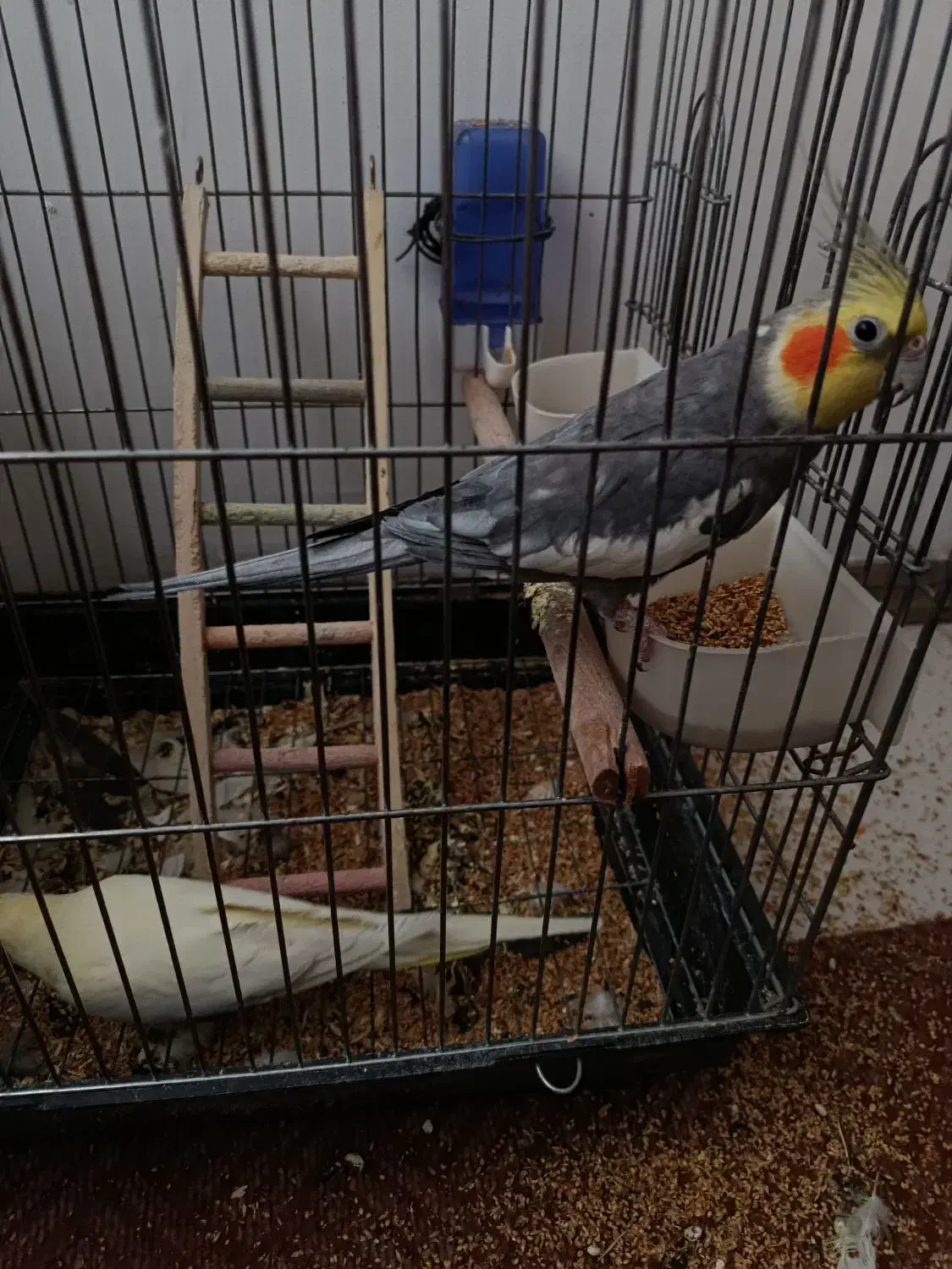 4عروس هلندی|پرنده|هشتگرد, خور|دیوار