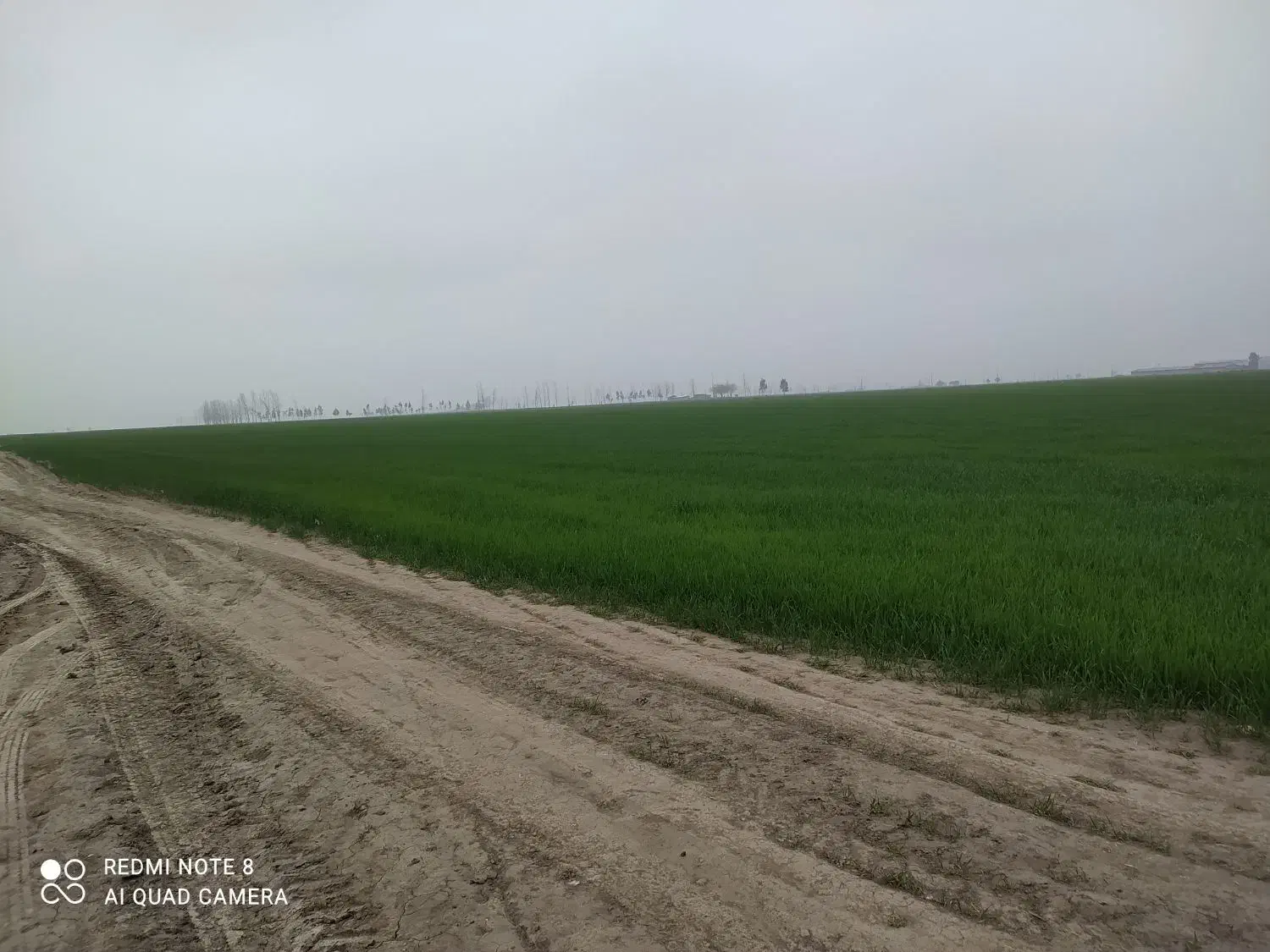 زمین کشاورزی برای اجاره|اجارهٔ دفتر صنعتی، کشاورزی، تجاری|سیجوال, |دیوار