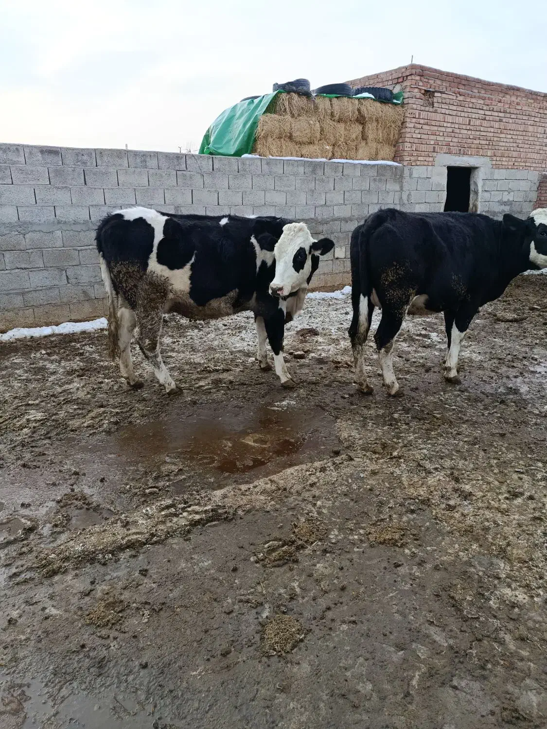 گاو|حیوانات مزرعه|خسروشاه, |دیوار