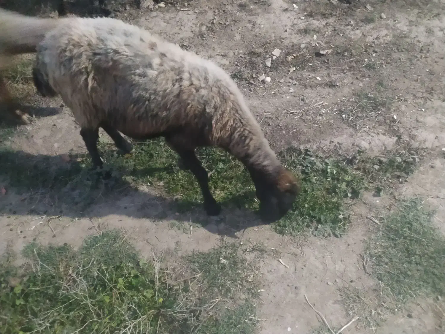 گوسفند گمشده یک هفته پیش|حیوانات|گنبد کاووس, |دیوار