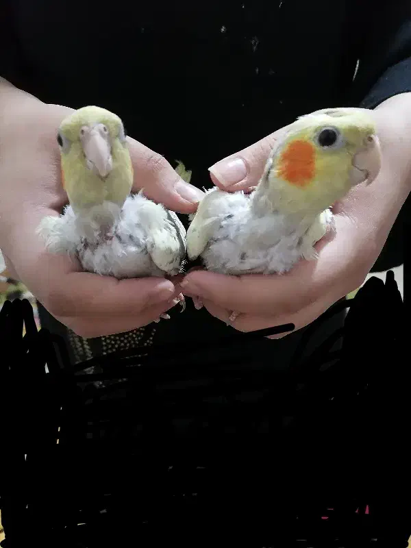 طوطی جوجه|پرنده|قم, بنیاد|دیوار