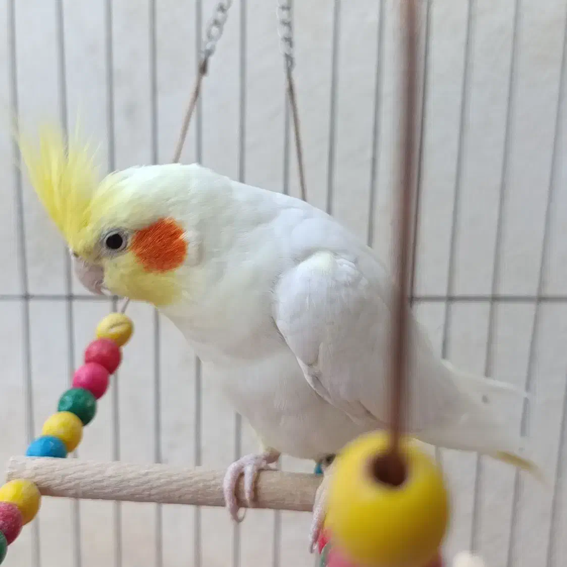 عروس هلندی لوتینو نر|پرنده|کبودرآهنگ, |دیوار