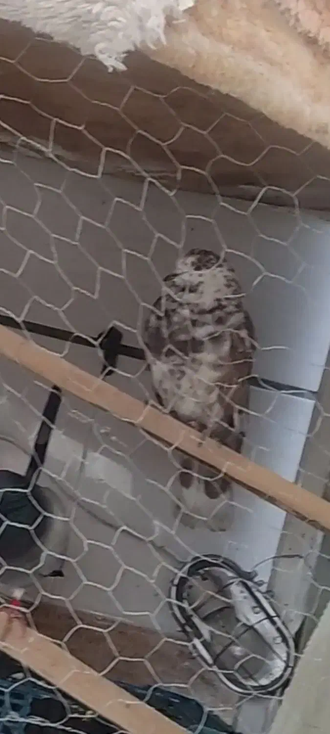 کبوتر کفتر گمشده|حیوانات|همدان, |دیوار