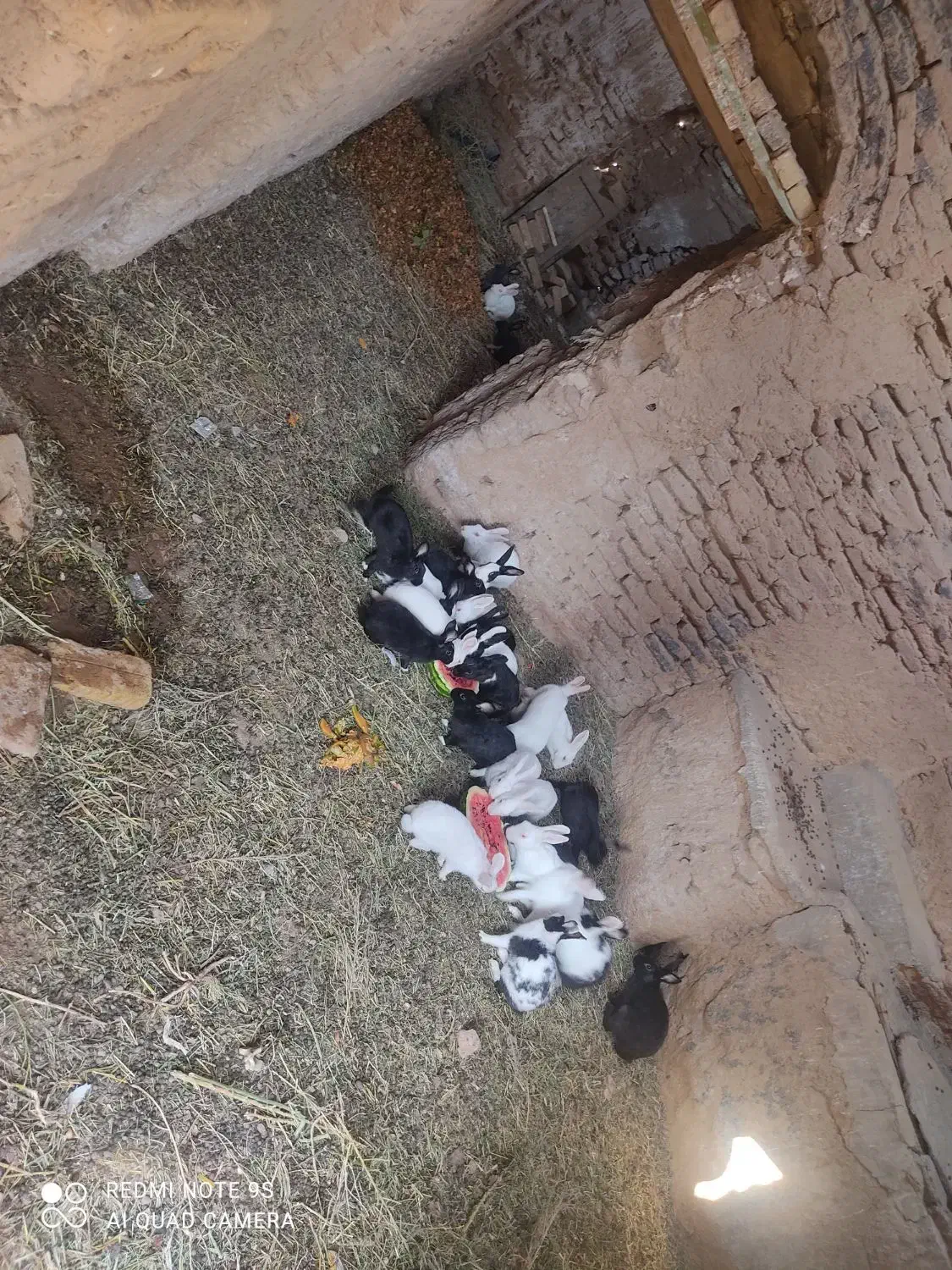 فروش تعدادی خرگوش|حیوانات مزرعه|اردکان, |دیوار