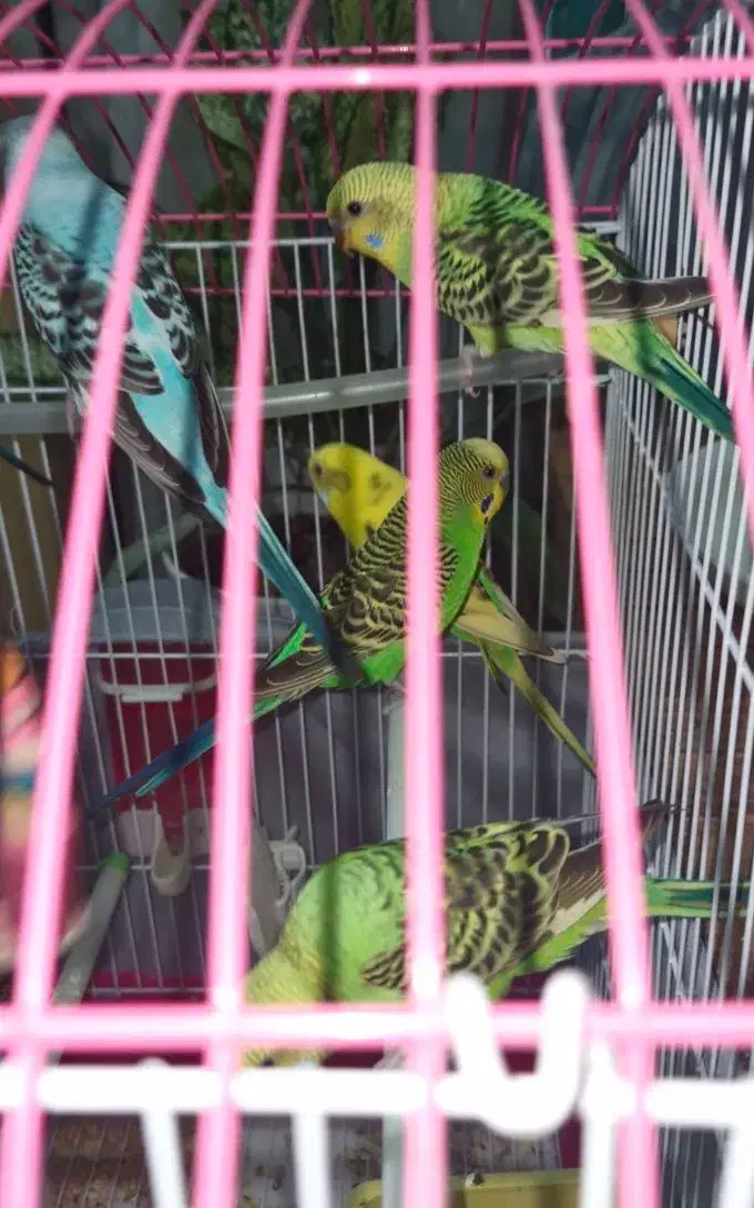 مرغ عشق مولد|پرنده|تهران, شمشیری|دیوار