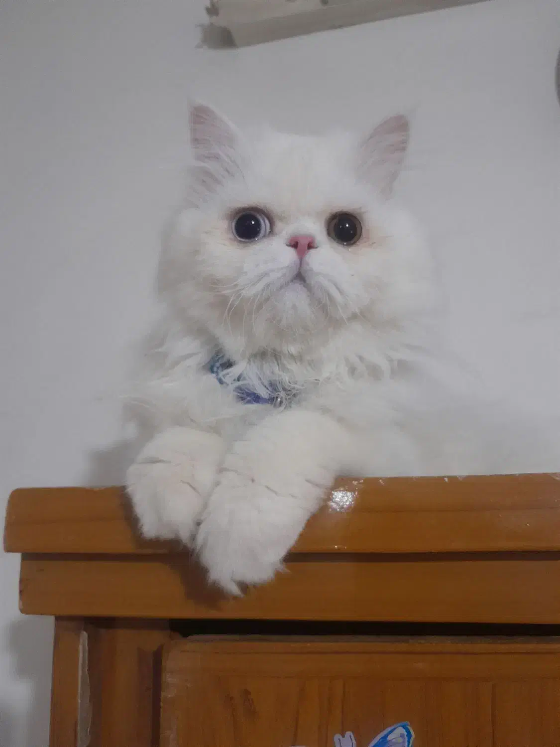 پرشین اصیل جفت گیری|گربه|نیشابور, ناسیونال|دیوار