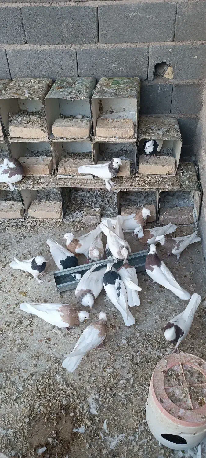طوقی همه رنگ|پرنده|بافق, |دیوار