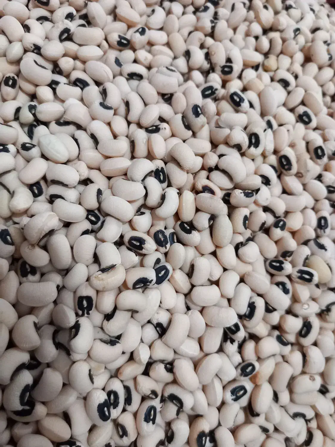 لوبیا.ماش.باقله|فعالیت داوطلبانه|شوشتر, |دیوار