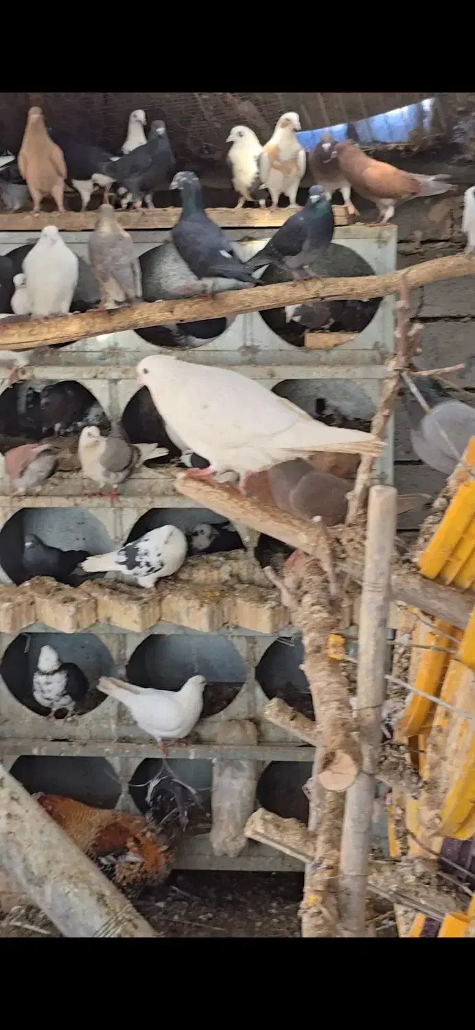 کفتر فروشی|پرنده|آباده, |دیوار