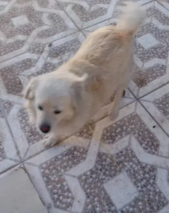 سگ نر|سگ|سیرجان, |دیوار