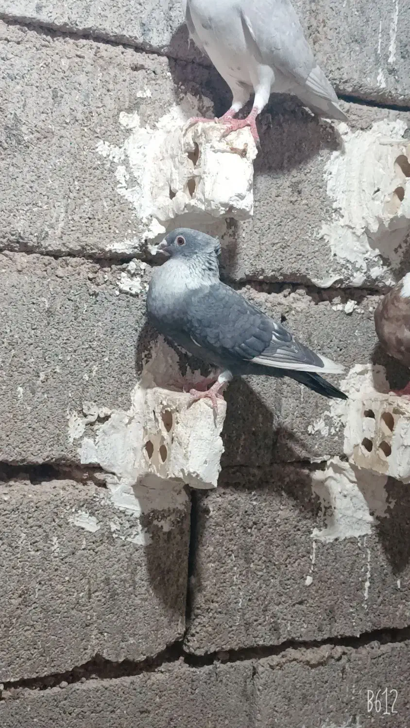 پرنده|پرنده|گتوند, |دیوار