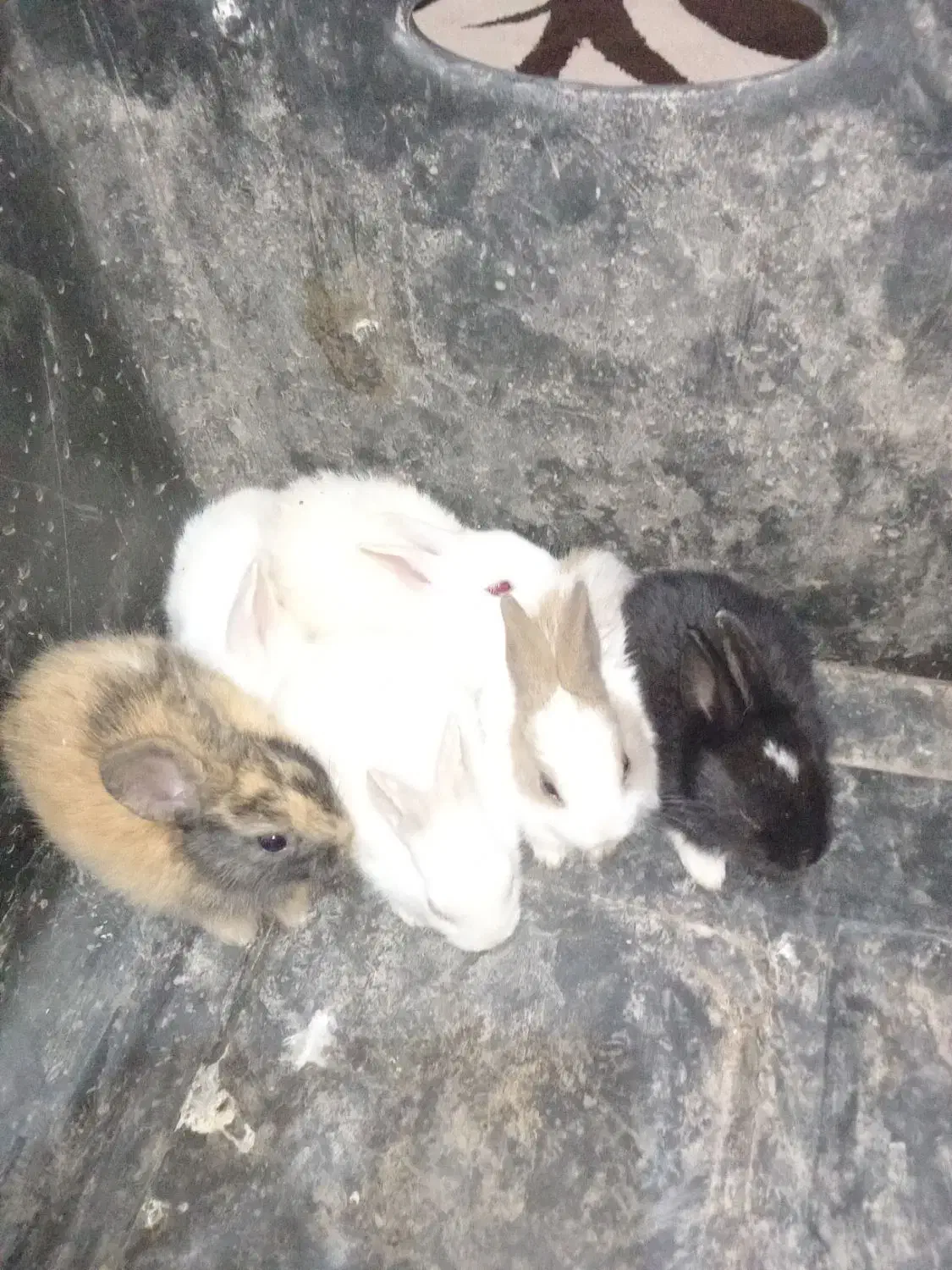 سلام چند عدد خرگوش صحیح و سالم به فروش می‌رسد|موش و خرگوش|آبادان, |دیوار