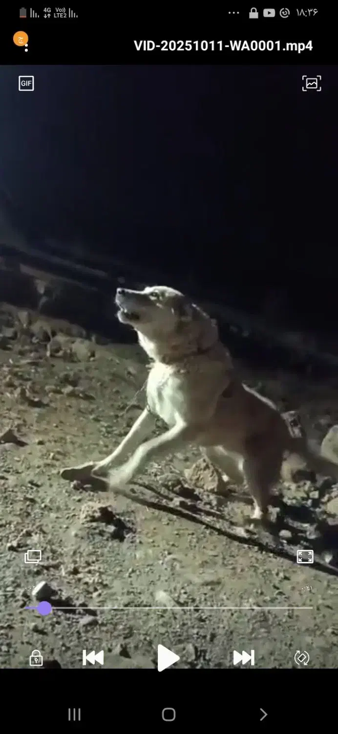 این سگ گم شده|حیوانات|قلقل رود, |دیوار