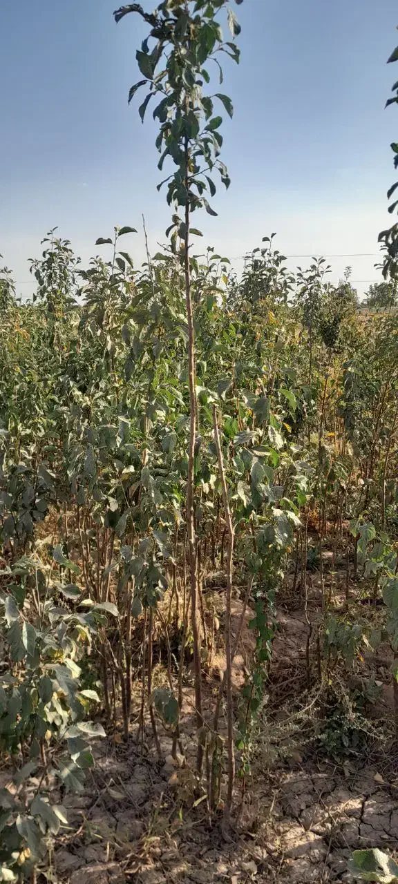 نهال|گل و گیاه طبیعی|نیشابور, فضل|دیوار