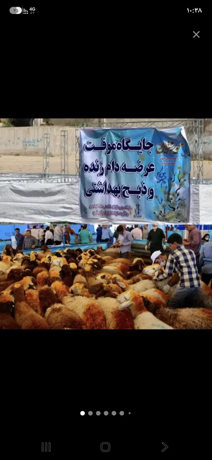 گوسفند ،بزقاله ، میش ، بره ،دامداری افشار|حیوانات مزرعه|تهران, تهرانپارس غربی|دیوار
