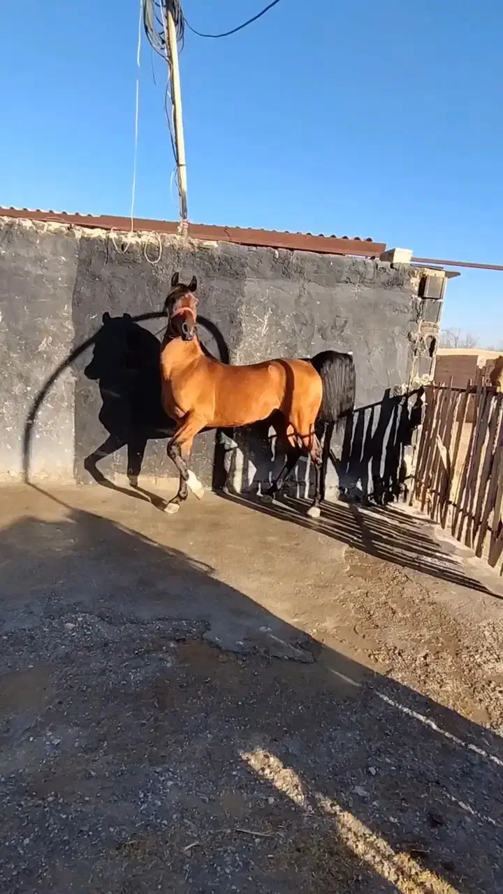 اسب عربی اصیل وزیبا|اسب و تجهیزات اسبسواری|فریدونشهر, |دیوار