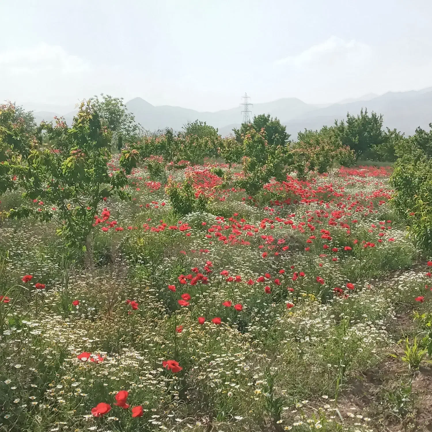 فروشباغسندتکبرگهمراهباابوبرقدردوشان|فروش دفتر صنعتی، کشاورزی، تجاری|سنندج, |دیوار