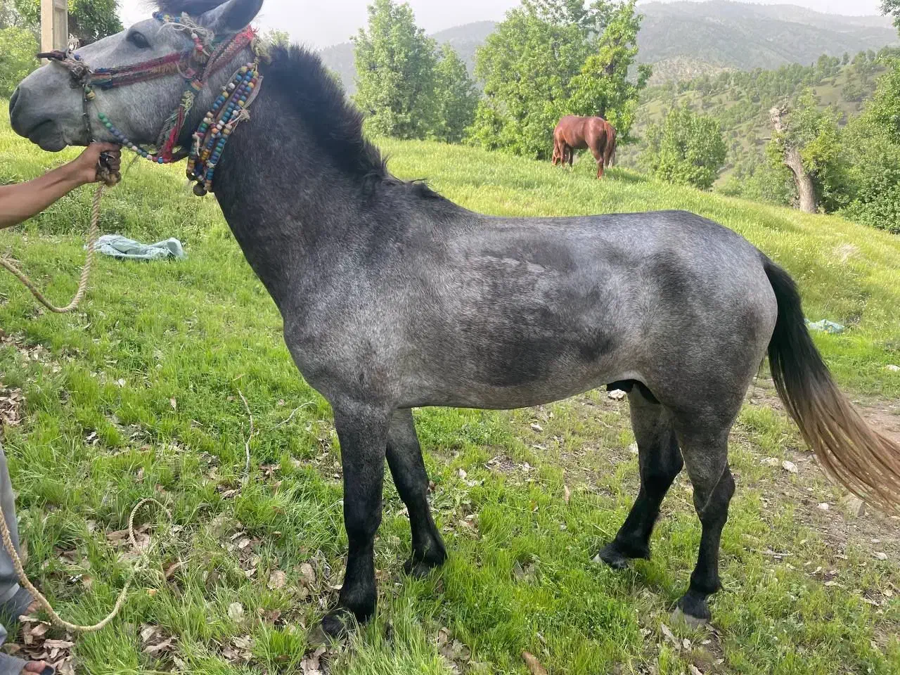 فروش اسب برای بار|اسب و تجهیزات اسب‌سواری|آرمرده, |دیوار