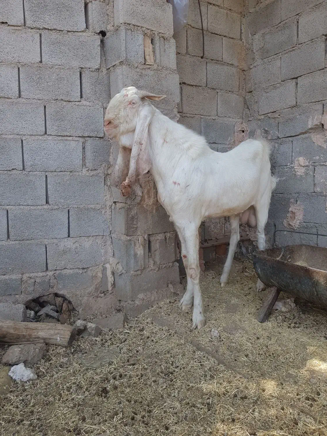 نربز گلابی|حیوانات مزرعه|یزد, |دیوار