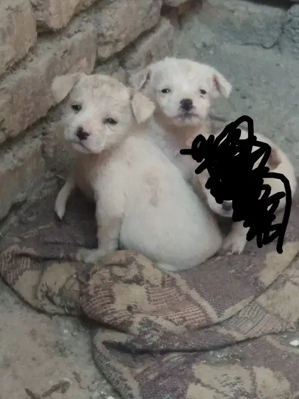 یه دونه توله پاکوتاه ماده|سگ|کرمانشاه, |دیوار