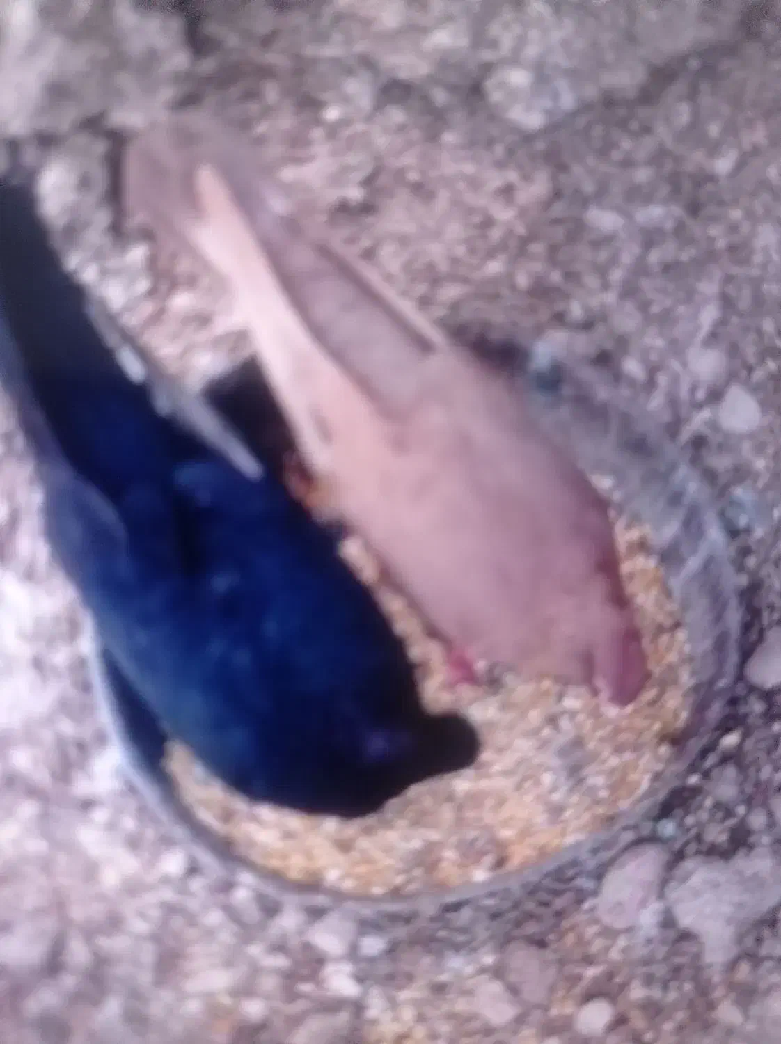 تعدادی سیاه آبادان و طوقی درجه یک|پرنده|بندر گناوه, |دیوار