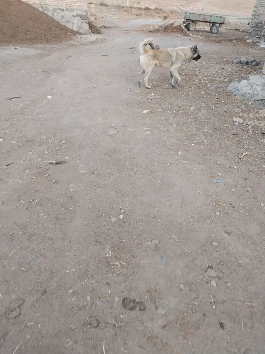 سگ گله ۱۳ ماهه اصیل|سگ|سراب, |دیوار