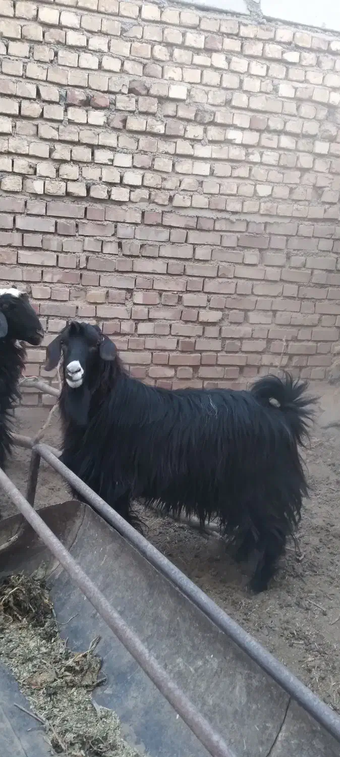 چبش چاق|حیوانات مزرعه|مود, |دیوار