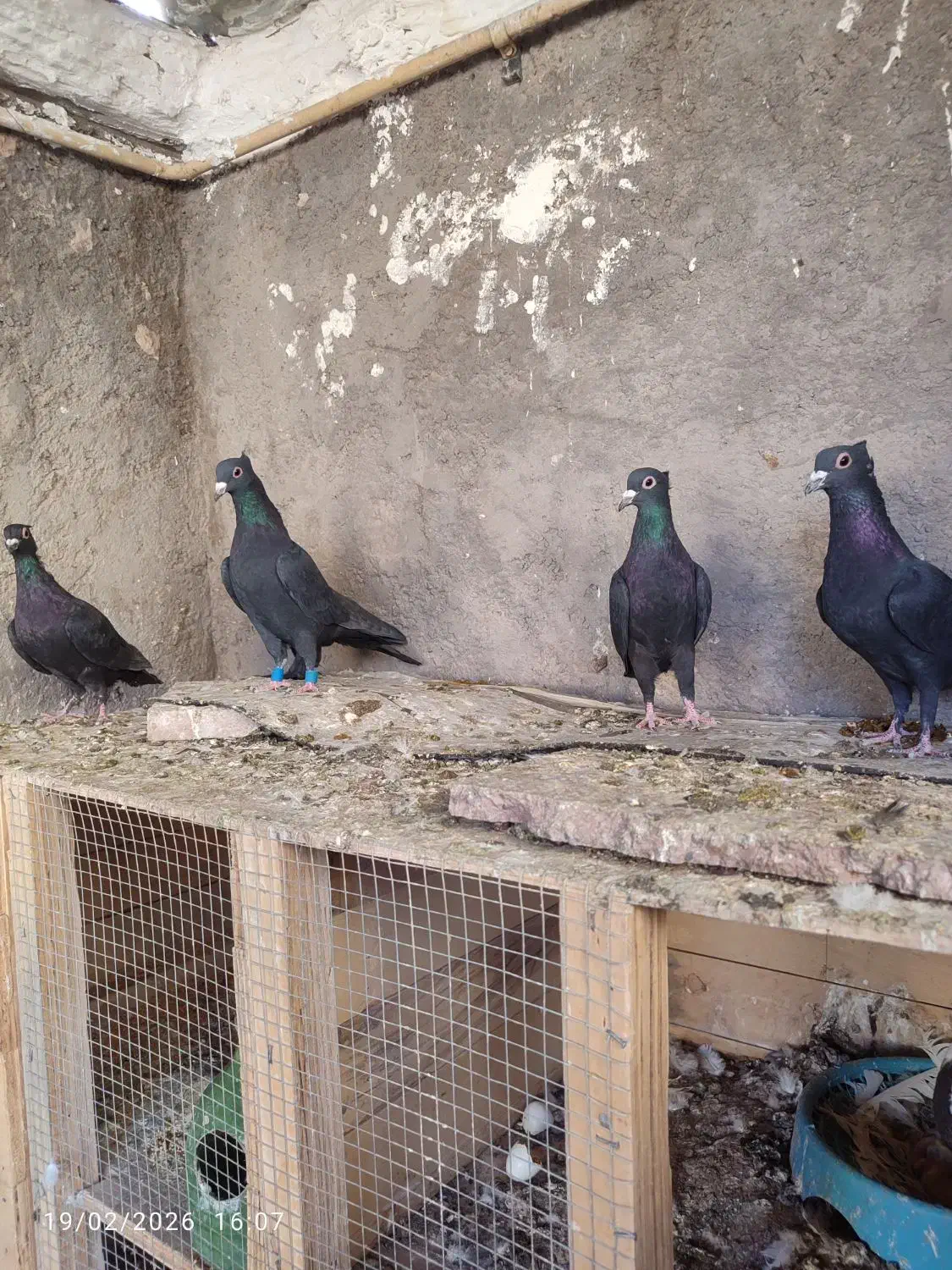 کبوتر|پرنده|بم, |دیوار