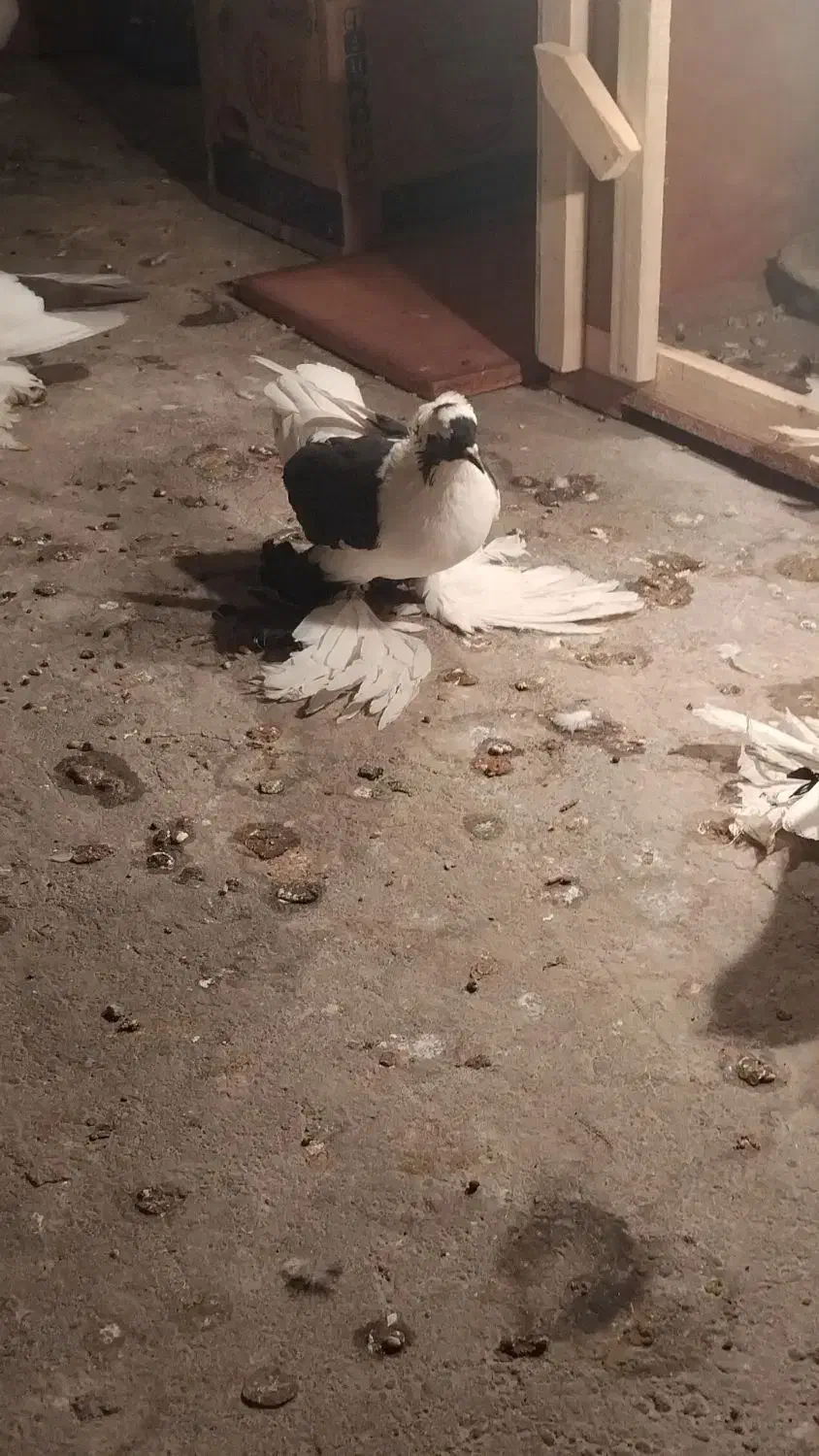 کفتر ابلاغ|پرنده|تبریز, |دیوار