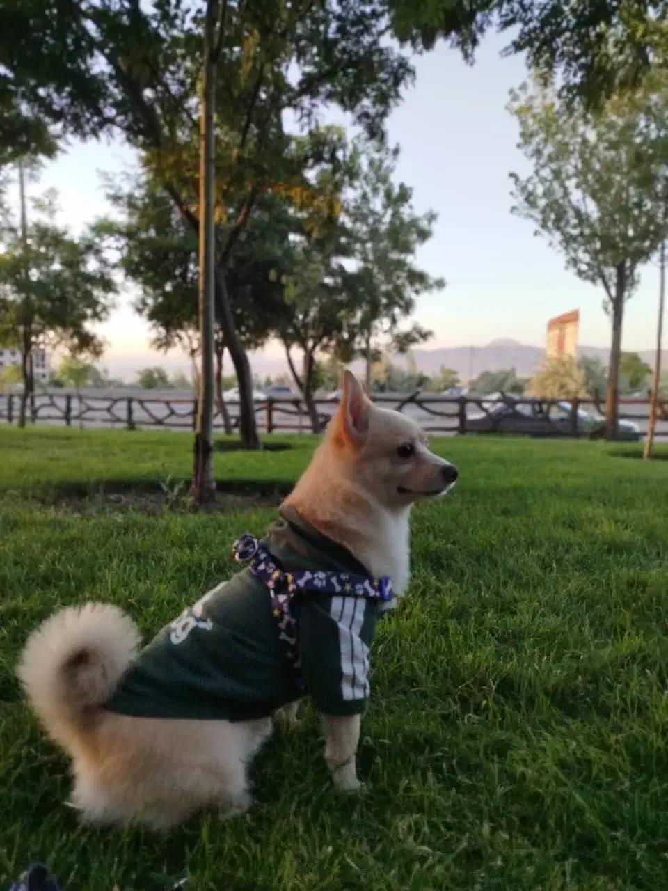 پامر|سگ|تبریز, |دیوار