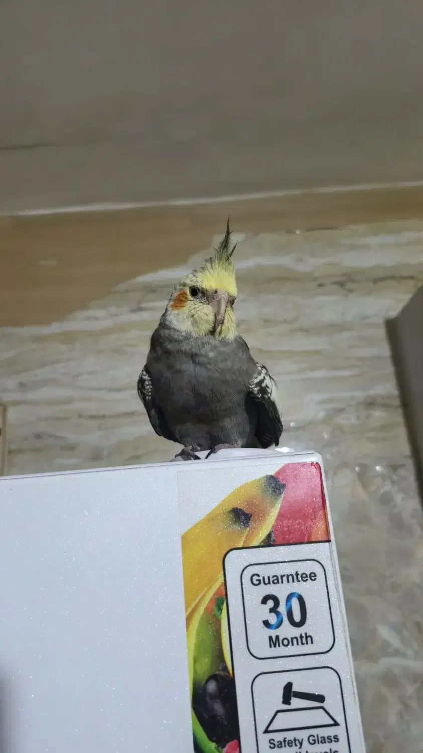 گمشده|پرنده|خرمشهر, |دیوار