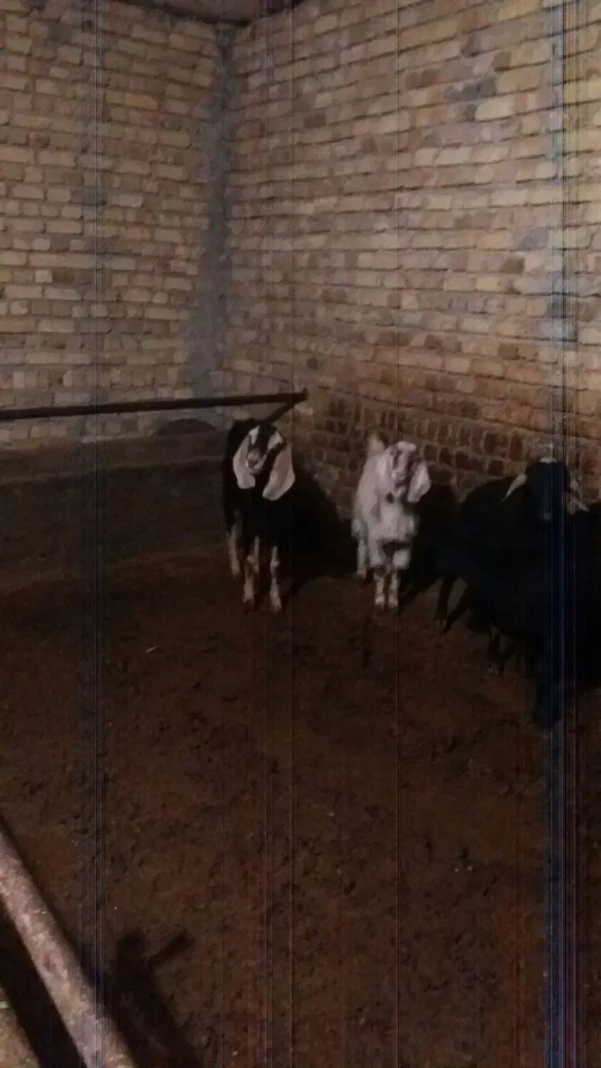 بز و بزگاله پاکستانی|حیوانات مزرعه|زنجان, |دیوار