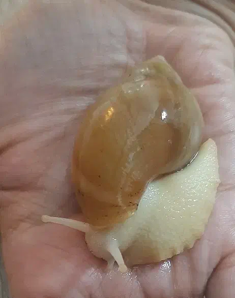 جوجه حلزون|خزنده|اصفهان, بهارستان|دیوار