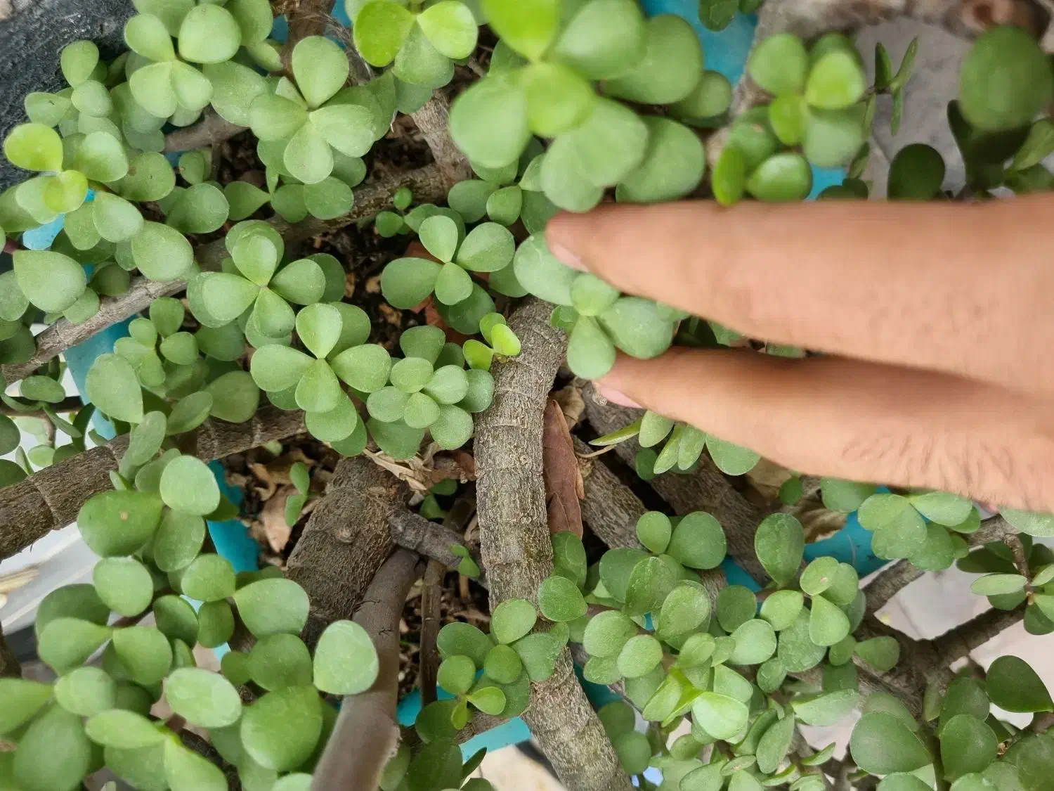 گل بنسای|گل و گیاه طبیعی|چهاردانگه (تهران), |دیوار